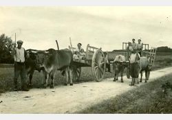 1938, charrettes au départ pour les champs / Visuel : D.R.