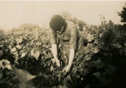 1941-1942 - Belle journée de vendanges au domaine de Taupignac - 01 / Visuel : D.R.