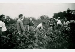 1941-1942 - Belle journée de vendanges au domaine de Taupignac - 02 / Visuel : D.R.