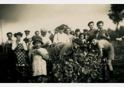 1941-1942 - Belle journée de vendanges au domaine de Taupignac - 03 / Visuel : D.R.
