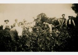 1941-1942 - Belle journée de vendanges au domaine de Taupignac - 04 / Visuel : D.R.