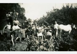 1941-1942 - Belle journée de vendanges au domaine de Taupignac - 06 / Visuel : D.R.