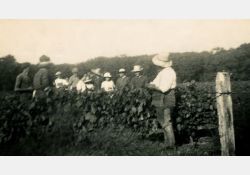 1941-1942 - Belle journée de vendanges au domaine de Taupignac - 07 / Visuel : D.R.
