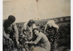 1942 - Les femmes étaient en général de bonnes coupeuses / Visuel : D.R.