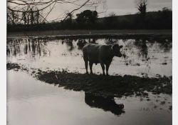 1964 : marais inondé en hiver / Visuel : D.R.
