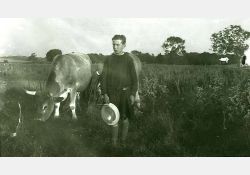 Années 30 : vaches au marais / Visuel : D.R.