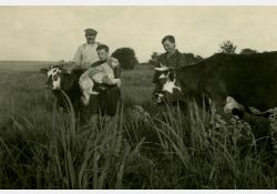 Années 30 : vaches dans le marais de Saint Augustin / Visuel : D.R.