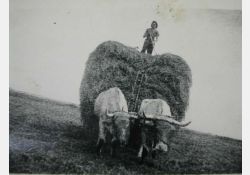 Bœufs et foin au retour vers la ferme / Visuel : D.R.