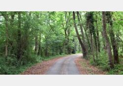 Bois de Grandjean