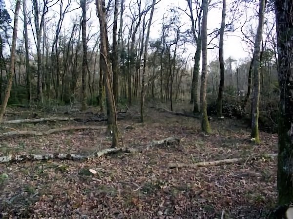 Bois de l'Éguille / Visuel : D.R.