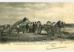 Chargement d'un mulon de sel dans les Marais salants de Mornac, 1919 / Visuel : D.R.
