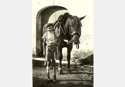 Cheval au Billeau - 02 / Visuel : D.R.