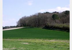 Fief de Cocu