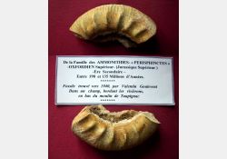 Fossile de l'ère secondaire / Visuel : D.R.