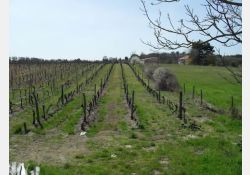 La Groie - Les Vignes / Visuel : D.R.