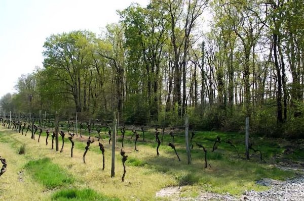 La Guérenne / Visuel : D.R.