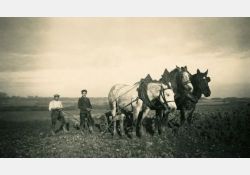 Labours à Taupignac, 1941 - 02 / Visuel : D.R.