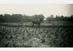 Labours à Taupignac, 1941 - 03 / Visuel : D.R.