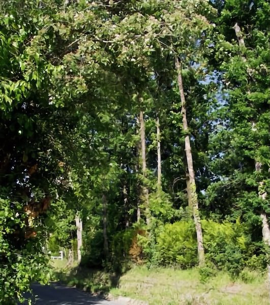 Le Bois de La Louée / Visuel : D.R.