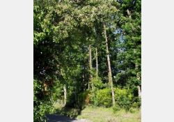 Le Bois de La Louée