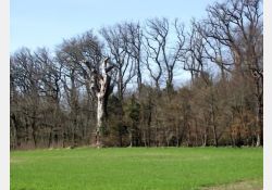 Le Bois de La Roche / Visuel : D.R.