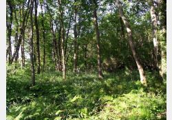Le Bois des Coudrais - 02 / Visuel : D.R.