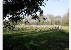 Le Fief des Rosiers