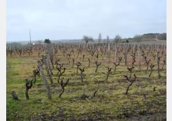 Les Vignes de La Groie