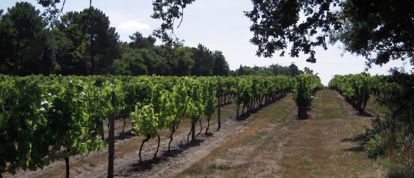 Les Vignes / Visuel : D.R.