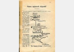 Livre de leçons de choses et les exercices d'observation - Cours moyen et supérieur - 1954 - Extrait - Biologie / Visuel : D.R.