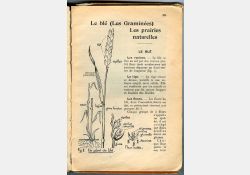 Livre de leçons de choses et les exercices d'observation - Cours moyen et supérieur - 1954 - Extrait - Botanique / Visuel : D.R.