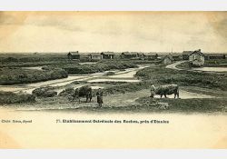 On voyait aussi des vaches dans les marais / Visuel : D.R.
