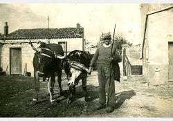 Paysan et ses bœufs au Billeau / Visuel : D.R.