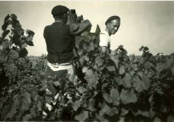 Scène de vendanges à Breuillet - le hotteur / Visuel : D.R.