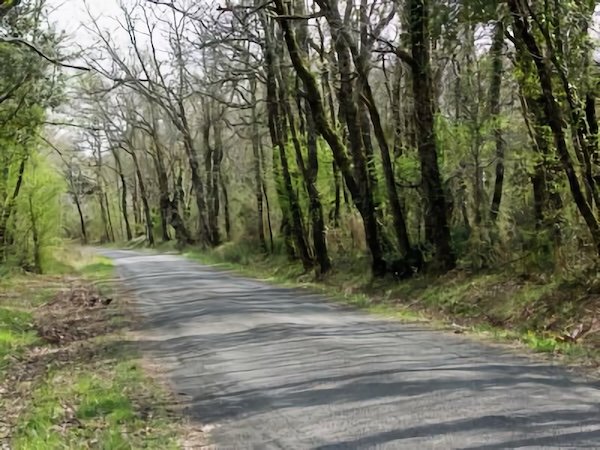 Sous le Bois de La Lande / Visuel : D.R.