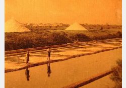 Travail dans les marais salants, près de Marennes / Visuel : D.R.