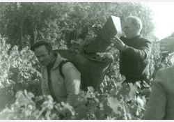 Vendanges à Breuillet - le hotteur / Visuel : D.R.