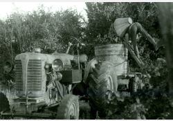 Vendanges à Breuillet - vidage de la hotte / Visuel : D.R.